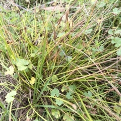 Eleocharis atricha at Lake George, NSW - 1 Mar 2023 11:22 AM