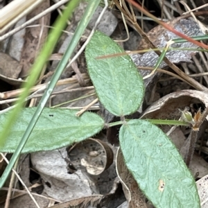 Grona varians at Lake George, NSW - 1 Mar 2023 10:15 AM