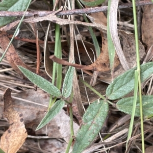 Grona varians at Lake George, NSW - 1 Mar 2023