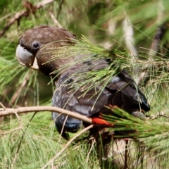 Calyptorhynchus lathami lathami (Glossy Black-Cockatoo) at Broulee Moruya Nature Observation Area - 18 Feb 2023 by LisaH