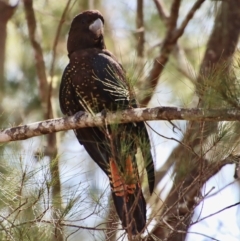 Calyptorhynchus lathami at Moruya, NSW - 18 Feb 2023