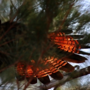 Calyptorhynchus lathami lathami at Moruya, NSW - suppressed