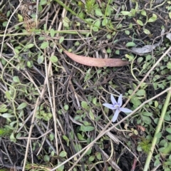 Isotoma fluviatilis subsp. australis (Swamp Isotome) at Sweeney's TSR - 1 Mar 2023 by JaneR