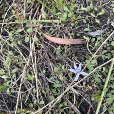 Isotoma fluviatilis subsp. australis (Swamp Isotome) at Lake George, NSW - 1 Mar 2023 by JaneR