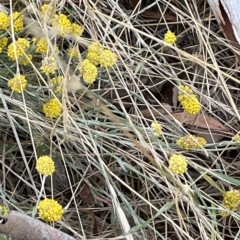 Calocephalus citreus (Lemon Beauty Heads) at Lake George, NSW - 1 Mar 2023 by JaneR