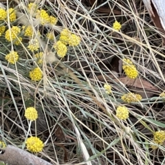 Calocephalus citreus (Lemon Beauty Heads) at Sweeney's TSR - 28 Feb 2023 by JaneR