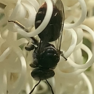 Lipotriches (Austronomia) ferricauda (Halictid bee) at Mount Annan, NSW - 1 Mar 2023 by JudeWright