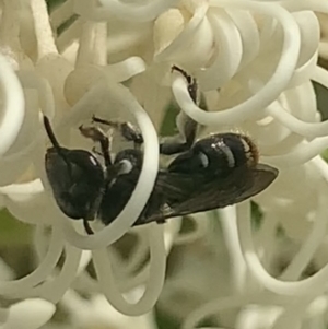 Lipotriches (Austronomia) ferricauda at Mount Annan, NSW - 1 Mar 2023 02:26 PM