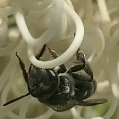 Lipotriches (Austronomia) ferricauda at Mount Annan, NSW - 1 Mar 2023