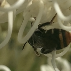 Lipotriches (Austronomia) ferricauda at Mount Annan, NSW - 1 Mar 2023