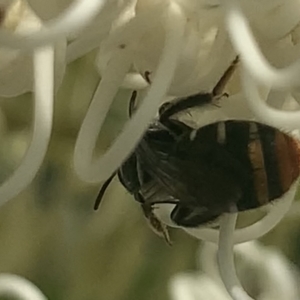 Lipotriches (Austronomia) ferricauda at Mount Annan, NSW - 1 Mar 2023 02:26 PM