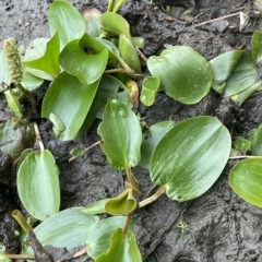 Potamogeton sulcatus (Pondweed) at Sweeney's TSR - 1 Mar 2023 by JaneR