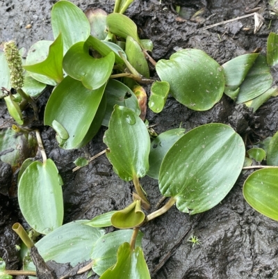 Potamogeton sulcatus (Pondweed) at Sweeney's Travelling Stock Reserve - 1 Mar 2023 by JaneR