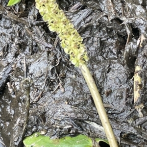 Potamogeton sulcatus at Lake George, NSW - 1 Mar 2023