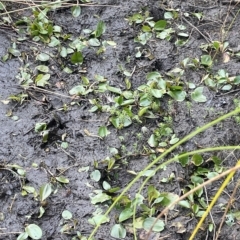 Potamogeton sulcatus at Lake George, NSW - 1 Mar 2023