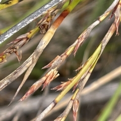 Lepidosperma laterale (Variable Sword Sedge) at Lake George, NSW - 28 Feb 2023 by JaneR