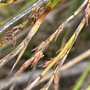 Lepidosperma laterale at Lake George, NSW - 1 Mar 2023