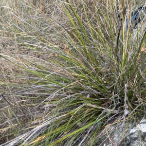 Lepidosperma laterale at Lake George, NSW - 1 Mar 2023