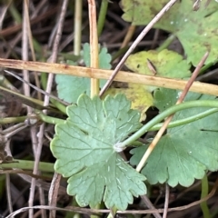 Hydrocotyle sibthorpioides (A Pennywort) at Lake George, NSW - 1 Mar 2023 by JaneR