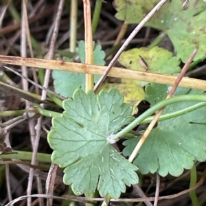 Hydrocotyle sibthorpioides at Lake George, NSW - 1 Mar 2023