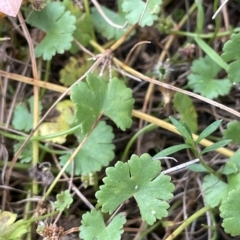 Hydrocotyle sibthorpioides at Lake George, NSW - 1 Mar 2023 11:13 AM