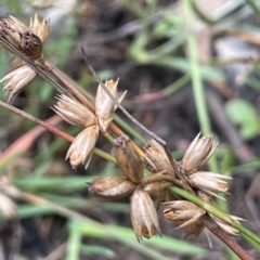 Juncus homalocaulis (A Rush) at Sweeney's TSR - 1 Mar 2023 by JaneR