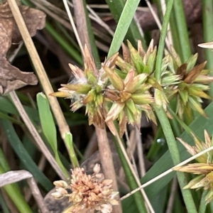 Juncus fockei at Lake George, NSW - 1 Mar 2023