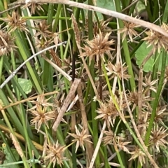 Juncus fockei at Lake George, NSW - 1 Mar 2023