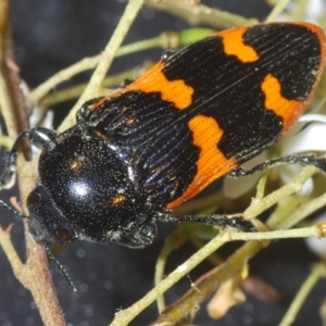 Castiarina bremei at Cotter River, ACT - 28 Feb 2023