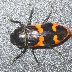 Castiarina bremei at Cotter River, ACT - 28 Feb 2023