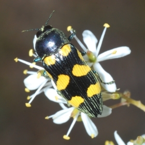 Castiarina australasiae at Cotter River, ACT - 28 Feb 2023