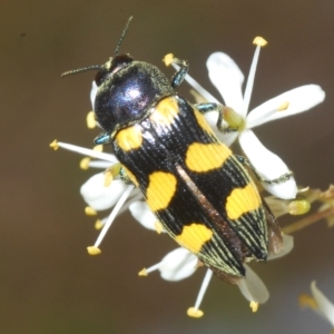 Castiarina australasiae at Cotter River, ACT - 28 Feb 2023