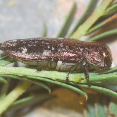 Diphucrania acuducta (Acuducta jewel beetle) at Block 402 - 1 Mar 2023 by Harrisi
