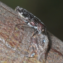 Diphucrania acuducta at Molonglo Valley, ACT - 1 Mar 2023