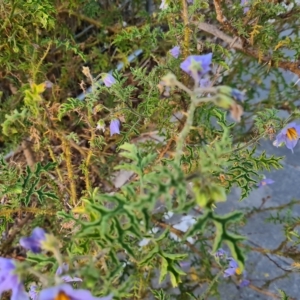 Solanum sisymbriifolium at Gungahlin, ACT - 1 Mar 2023