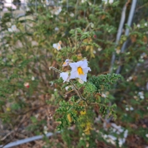 Solanum sisymbriifolium at Gungahlin, ACT - 1 Mar 2023