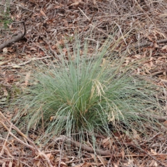 Poa sieberiana (Poa Tussock) at O'Connor, ACT - 27 Feb 2023 by ConBoekel