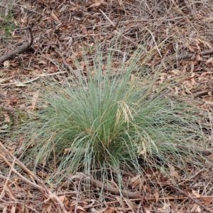 Poa sieberiana at O'Connor, ACT - 28 Feb 2023