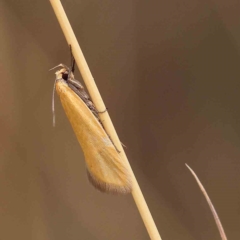 Eulechria electrodes (Yellow Eulechria Moth) at Dryandra St Woodland - 20 Jan 2023 by ConBoekel