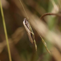 Unidentified Curved-horn moth (all Gelechioidea except Oecophoridae) at O'Connor, ACT - 21 Jan 2023 by ConBoekel