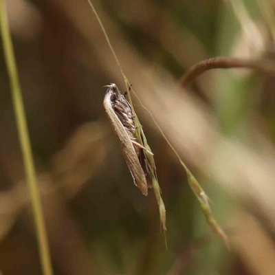 Ardozyga phloeodes at Dryandra St Woodland - 21 Jan 2023 by ConBoekel