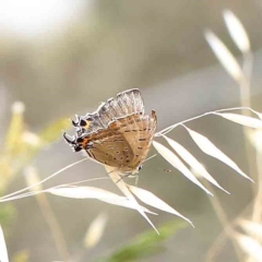 Jalmenus ictinus (Stencilled Hairstreak) at Dryandra St Woodland - 20 Jan 2023 by ConBoekel