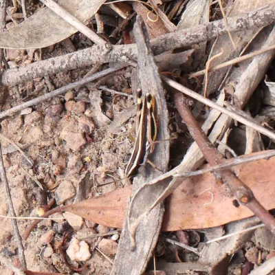 Macrotona australis (Common Macrotona Grasshopper) at Dryandra St Woodland - 21 Jan 2023 by ConBoekel