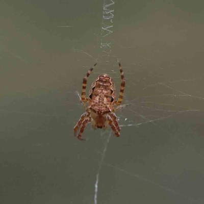 Plebs eburnus (Eastern bush orb-weaver) at Dryandra St Woodland - 21 Jan 2023 by ConBoekel