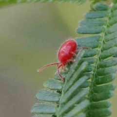 Trombidiidae (family) (Red velvet mite) at O'Connor, ACT - 20 Jan 2023 by ConBoekel
