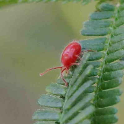 Trombidiidae (family) (Red velvet mite) at Dryandra St Woodland - 20 Jan 2023 by ConBoekel