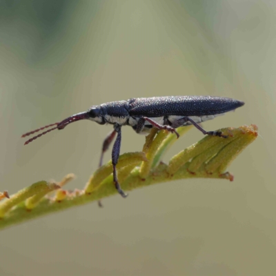 Rhinotia sp. (genus) (Unidentified Rhinotia weevil) at O'Connor, ACT - 21 Jan 2023 by ConBoekel