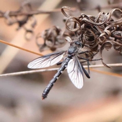 Neosaropogon sp. (genus) (A robber fly) at O'Connor, ACT - 21 Jan 2023 by ConBoekel