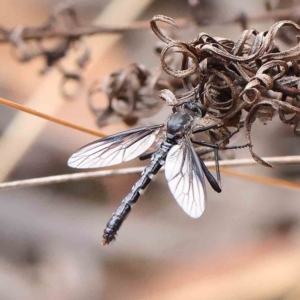 Neosaropogon sp. (genus) at O'Connor, ACT - 21 Jan 2023