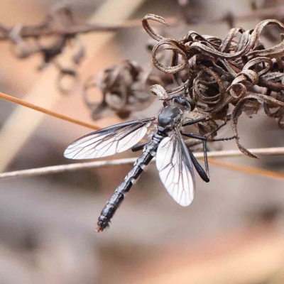 Neosaropogon sp. (genus) (A robber fly) at Dryandra St Woodland - 21 Jan 2023 by ConBoekel